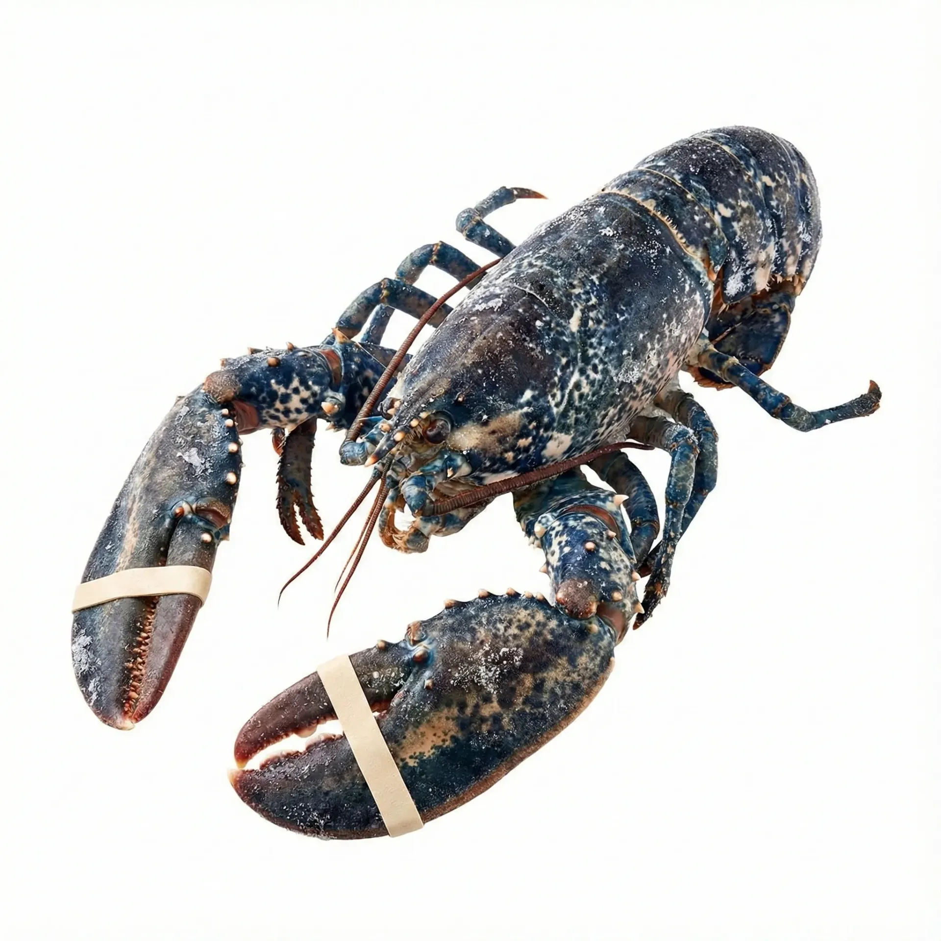 Bogavante Congelado 600-800 AZUL